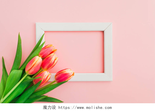 粉色桌子上的白色相框和花色彩艳丽的粉色和黄色郁金香缀在白色的背景上